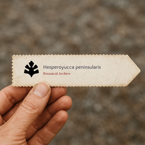 Hesperoyucca peninsularis