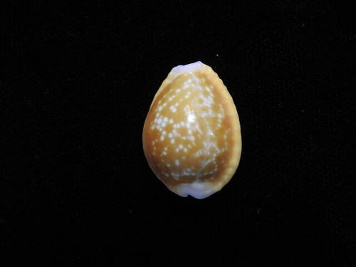 Sea shell cypraea hevola - shell,