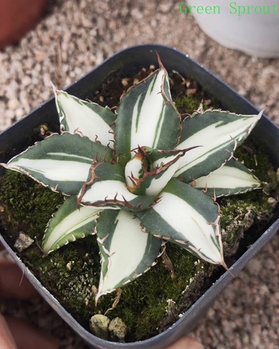 Vendita rara cactus agave
