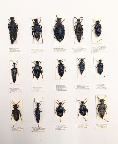 Entomology taxidermy - entomology,