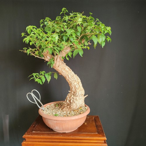 Pre bonsai esemplare - pre,