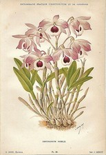 Botanica Dendrobium Nobile