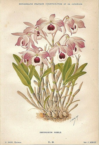 Botanica dendrobium nobile - botanica,