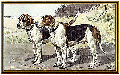 Fox hound terrier - fox,
