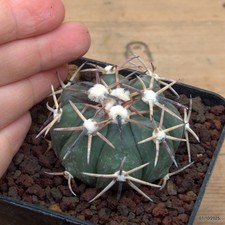 Echinocactus horizonthalonius
