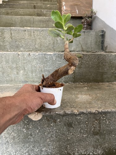 Bonsai giada crassula - bonsai, ovatta