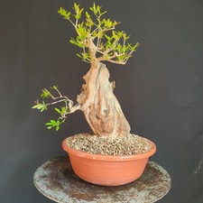 PRE BONSAI ESEMPLARE  DI