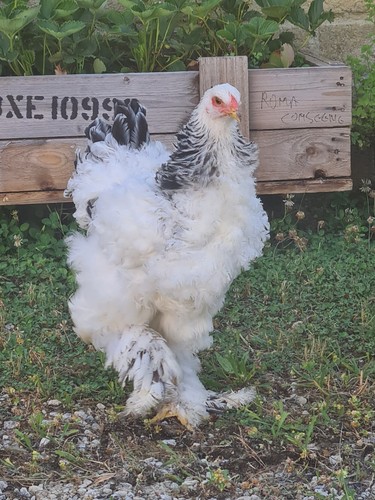 Uova feconde brahma bianco - uova,