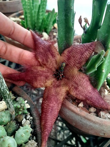 Stapelia splash ibrida rare - splash,