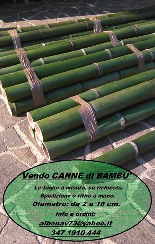 Canne bambù bamboo - canne,