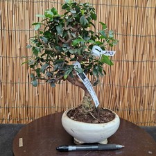 Bonsai olivastro 30cm - bonsai, di