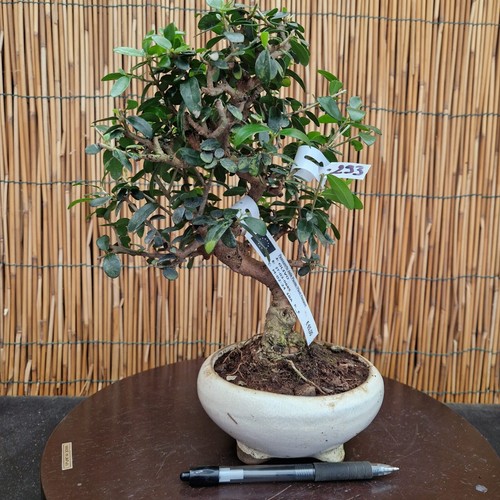 Bonsai olivastro 30cm - di, h