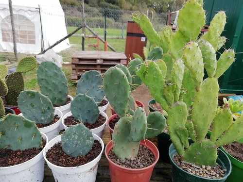 Varieta opuntia piante - opuntia,