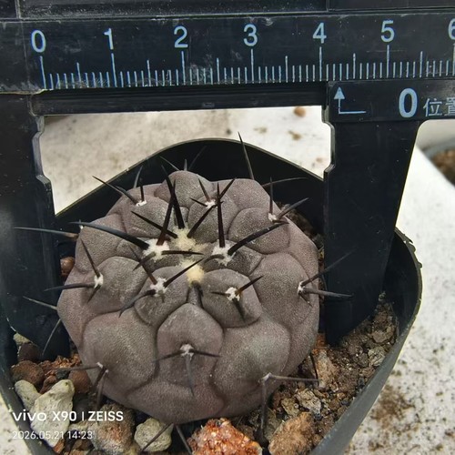 Vendita pianta rara - , copiapoa