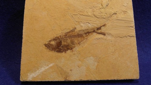 Pesce fossile diplomystus - ,