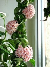002464A Hoya Carnosa Rosa 10