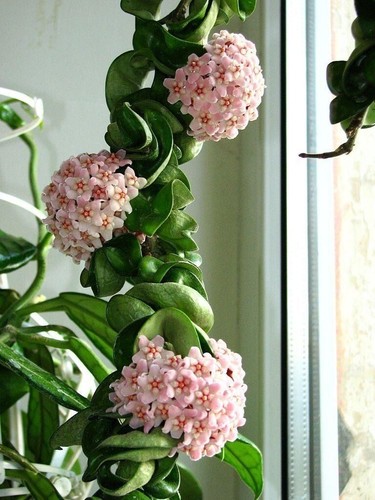 002464a hoya carnosa - rosa, 10