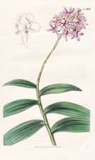 Epidendrum Crassilfolium