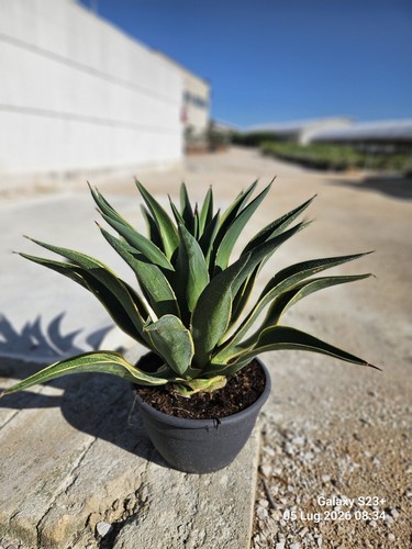 Agave desmettiana variegata - desmettiana,