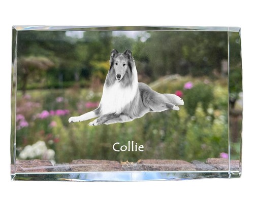 Collie pelo lungo pastore - collie,