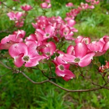 Cornus florida | Flowering dogwood | Eastern dogwood -  - Corniolo fiorito | Cor