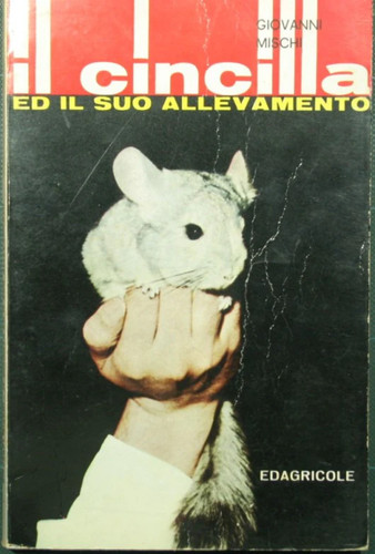 Cincilla il suo - cincilla,
