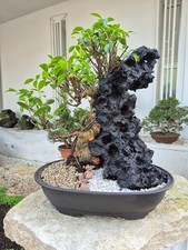 Bonsai di ficus retusa su
