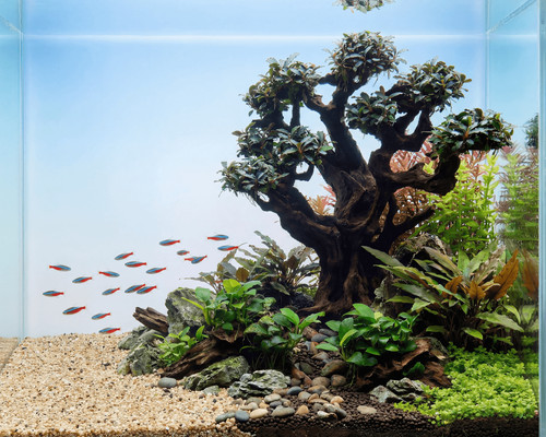 Natureholic stone bonsai mugen - stone,