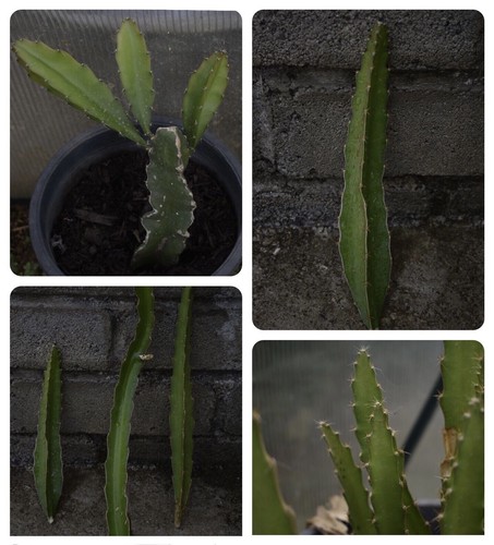 Piante talee pitaya - piante, e