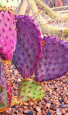 viola nopal opuntia viola