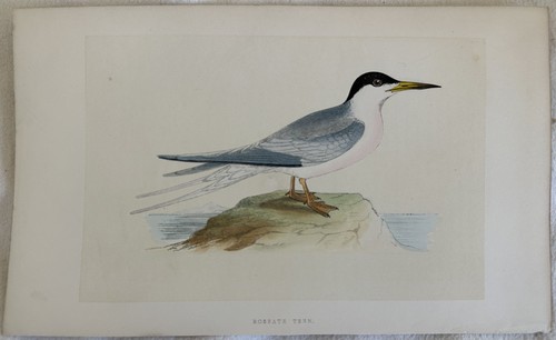 Roseate tern sterna - roseate, dougall