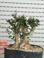 Olivastro - Bonsai Shohin Olea Sylvestris