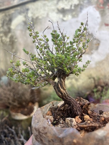 Bonsai timo thymus vulgaris - bonsai, timo,