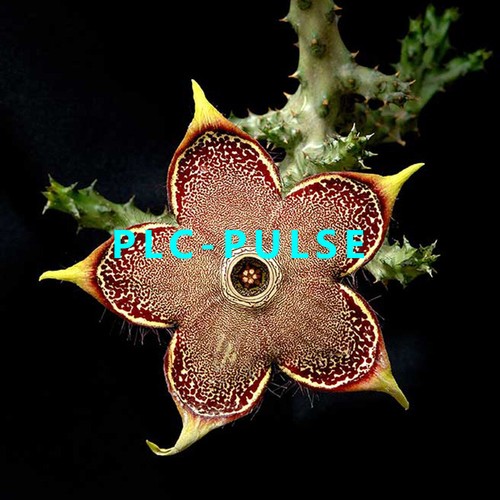 Edithcolea grandis piante - edithcolea,