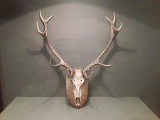 Grande Trofeo Corna Di Cervo Con Scudo In Legno Vintage