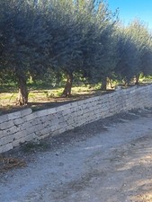 Piante Di Olive Adulte