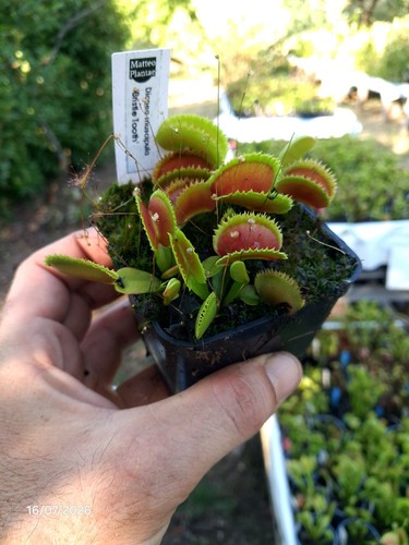 Dionaea muscipula bristle - dionaea, 'bristle