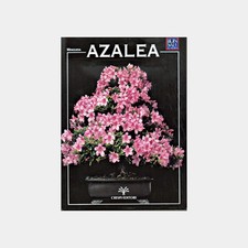 Manuale bonsai azalea - bonsai, azalea.