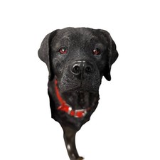 Gancio da Parete Testa di Cane