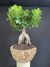 Ficus Ginseng