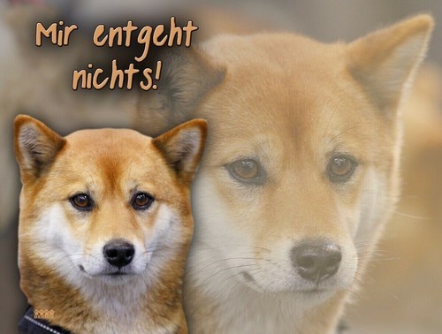 Shiba inu targa porta - inu,