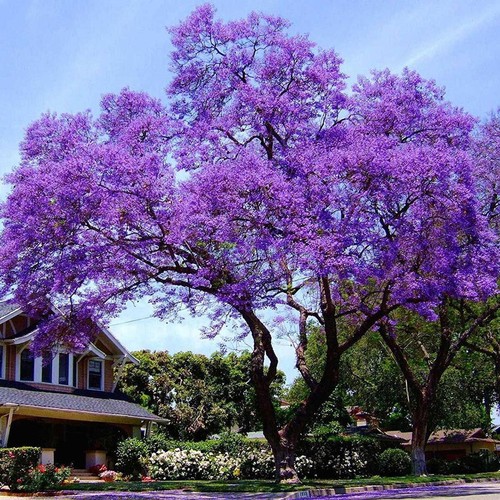 Paulownia allungata see - allungata, ds