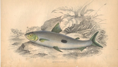 Anodus notatus jardine - notatus,,