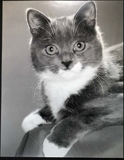 Foto vintage Animali Cucciolo di gatto Ft 484 - Stampa 24x37 cm