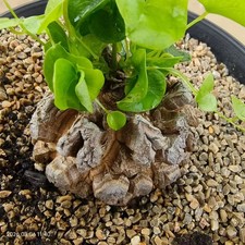 Vendita rara pianta Cactus