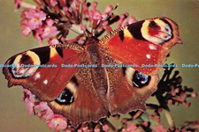 D145496 Peacock. Nymphalis io