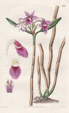 Epidendrum Stenopetalum