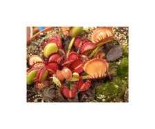 3x Dionaea mus. Semi di