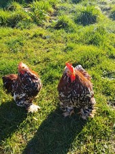 10 UOVA FERTILI DI COCINCINA