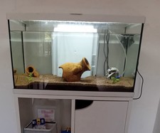 acquario completo usato 60